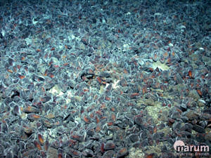 Mussel Mania in Niua North (MARUM − Zentrum für Marine Umweltwissenschaften, Universität Bremen) 