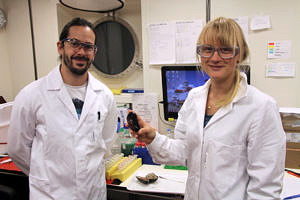 Miguel Ángel González Porras und Merle Ücker vom Max-Planck-Institut für Marine Mikrobiologie in Bremen mit zwei der Bathymodiolus Muscheln im Labor. (C. Kleint, Jacobs University)