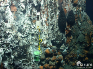 Eine „Besiedlungs-Kammer“ in einer warmen hydrothermalen Quelle. Die Kammer besteht aus einer durchlässigen Röhre, in der ein künstlicher Schwamm als Lebensraum dient (MARUM − Zentrum für Marine Umweltwissenschaften, Universität Bremen).