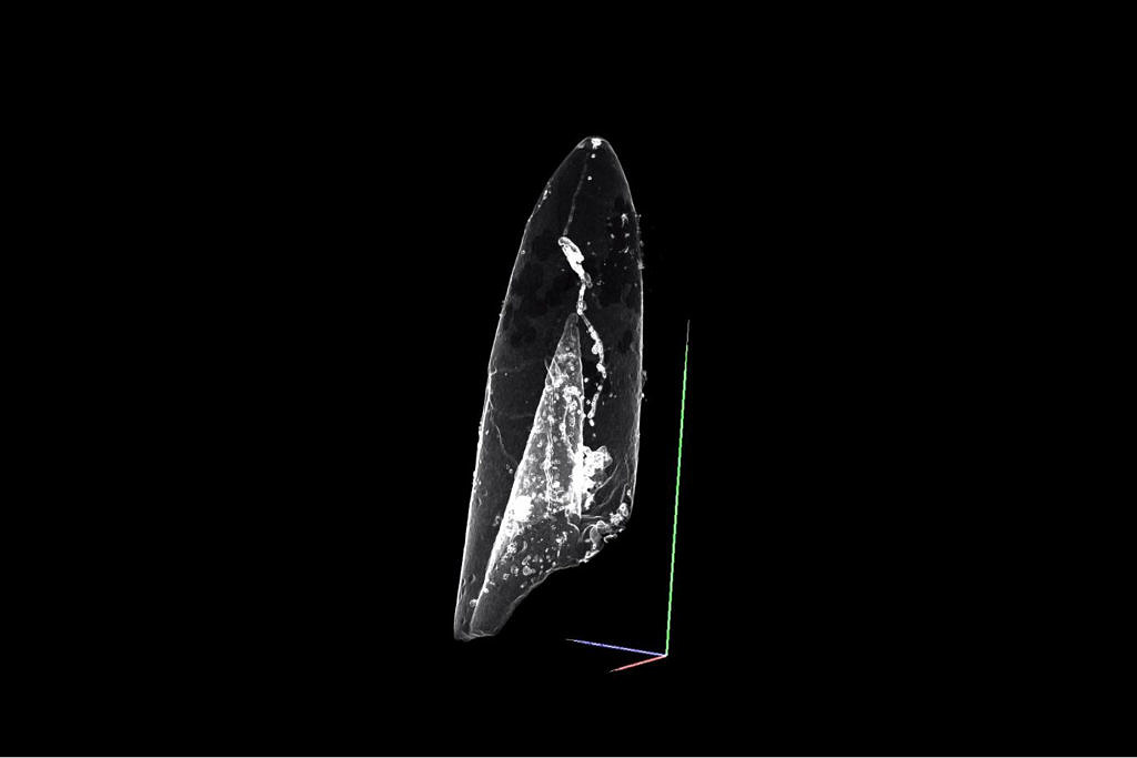 Zum Artikel "Mit Computertomografie dem Liliput-Effekt auf der Spur"