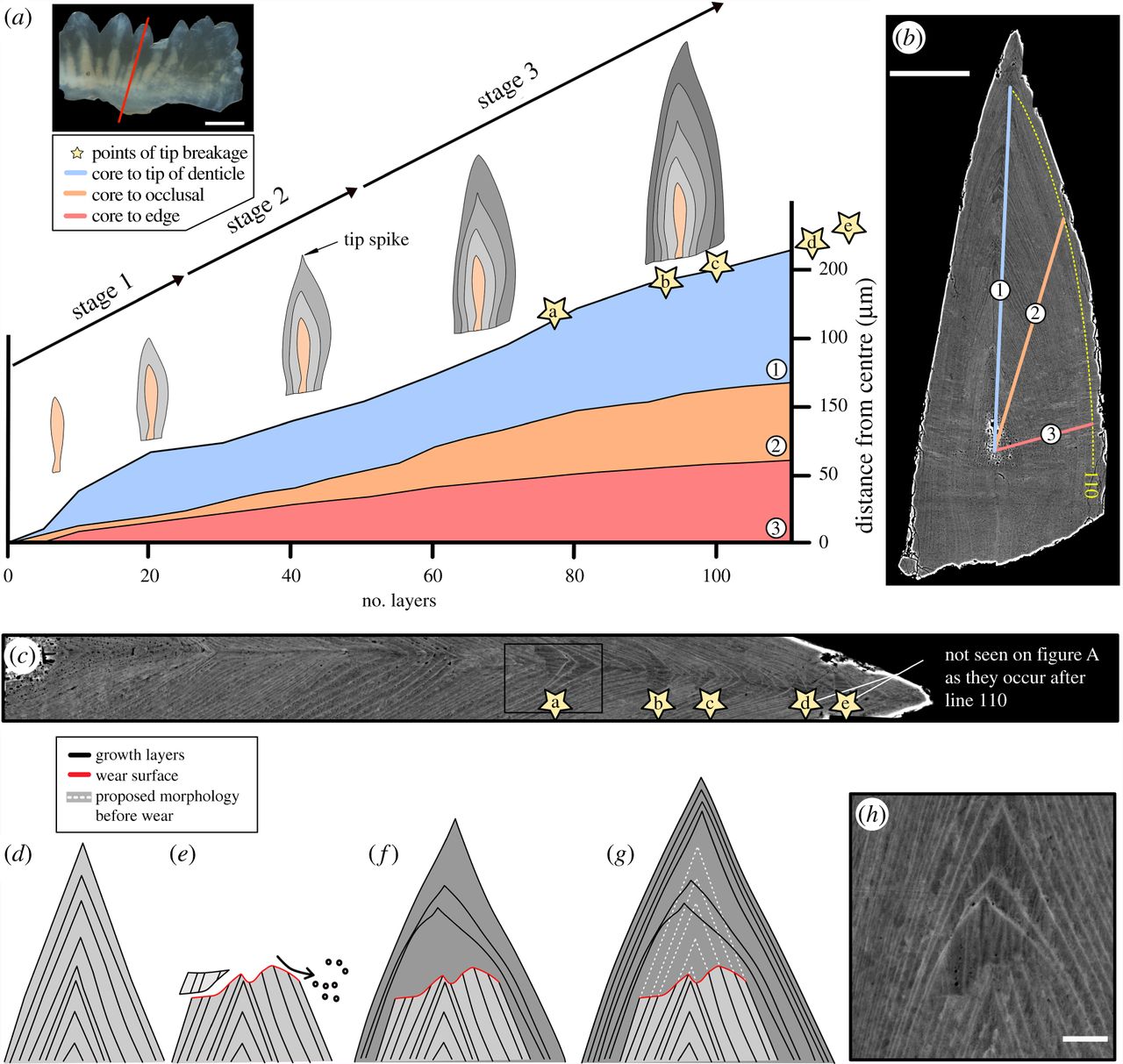 Zum Artikel "Wear, tear and systematic repair: testing models of growth dynamics in conodonts with high-resolution imaging"