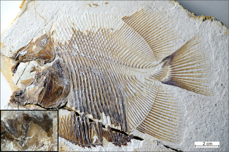 150 Millionen Jahre alter Fisch ernährte sich wie Piranhas