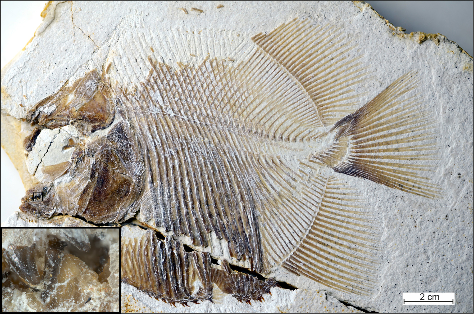 Zum Artikel "150 Millionen Jahre alter Fisch ernährte sich wie Piranhas"