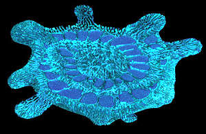 Rendering des Gehäusehohlraums der Foraminifere Calcarina