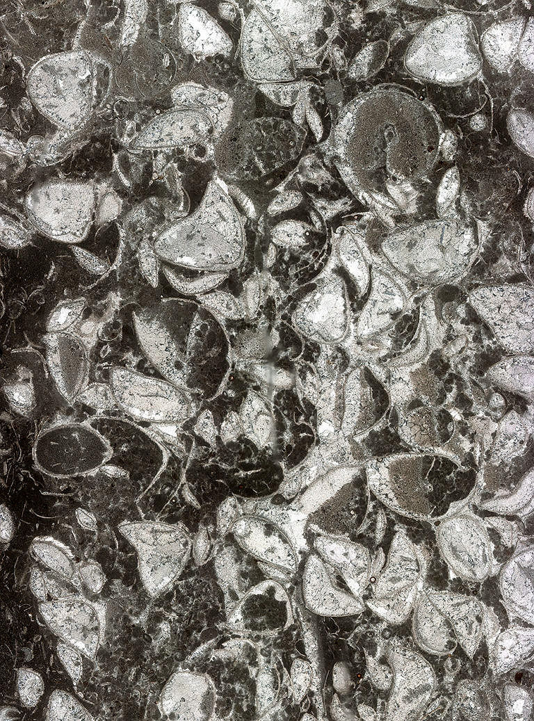 Einfluss der Sedimentationsraten auf Rekonstruktionen der Paläoumwelt – neuer Artikel