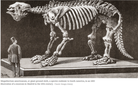Zum Artikel "New York Times: „Die Entkolonialisierung der Jagd nach Dinosauriern und anderen Fossilien“ – Nussaibah Raja Schoob, GZN"
