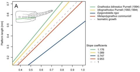 Comparison of the allometric growth of platform length over element length in Gnathodus bilineatus (Purnell, 1994), Idiognathodus sp. (Purnell, 1993, 1994), Epigondolella rigoi and Metapolygnathus communisti.