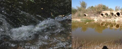 Zum Artikel "Integration von Strategien zum Erhalt von Grundwasser und Biodiversität"